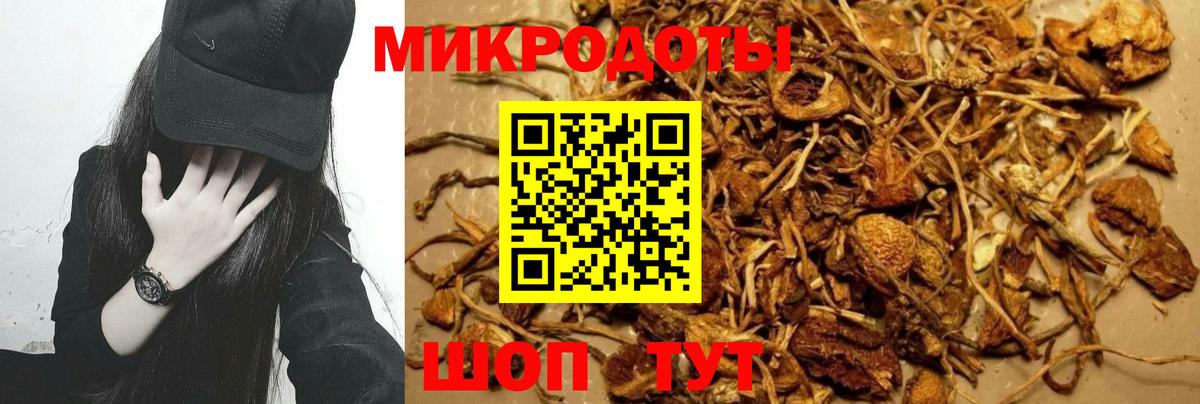 Галлюциногенные грибы Psilocybe Менделеевск